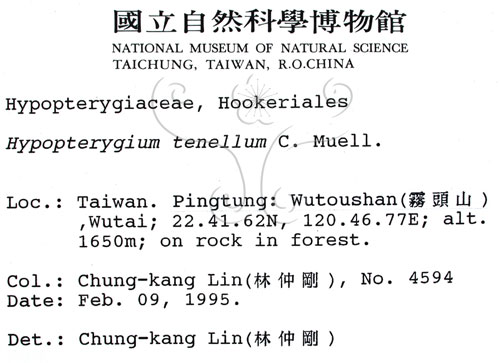中文名:南亞孔雀蘚(B00005613)學名:Hypopterygium tenellum C. Muell.(B00005613)