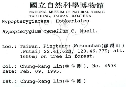 中文名:南亞孔雀蘚(B00005618)學名:Hypopterygium tenellum C. Muell.(B00005618)