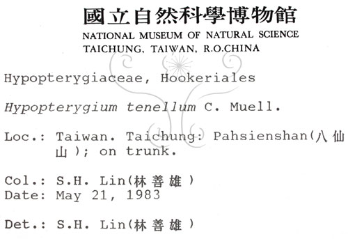 中文名:南亞孔雀蘚(B00005896)學名:Hypopterygium tenellum C. Muell.(B00005896)