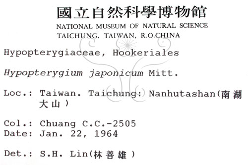 中文名:日本孔雀蘚(B00006034)學名:Hypopterygium japonicum Mitt.(B00006034)