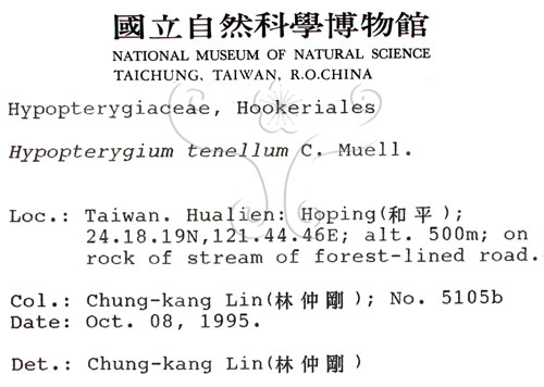 中文名:南亞孔雀蘚(B00006297)學名:Hypopterygium tenellum C. Muell.(B00006297)