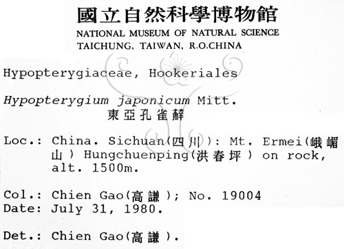 中文名:日本孔雀蘚(B00007156)學名:Hypopterygium japonicum Mitt.(B00007156)