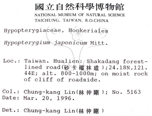 中文名:日本孔雀蘚(B00007966)學名:Hypopterygium japonicum Mitt.(B00007966)