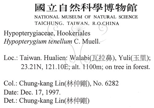 中文名:南亞孔雀蘚(B00009463)學名:Hypopterygium tenellum C. Muell.(B00009463)