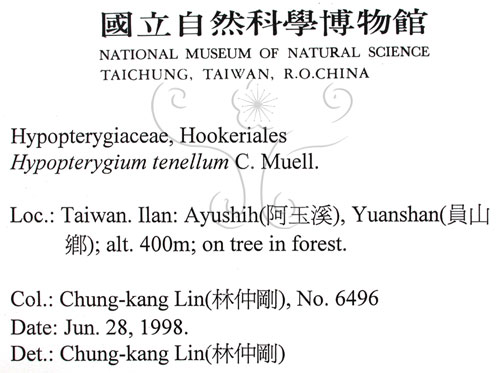 中文名:南亞孔雀蘚(B00010614)學名:Hypopterygium tenellum C. Muell.(B00010614)