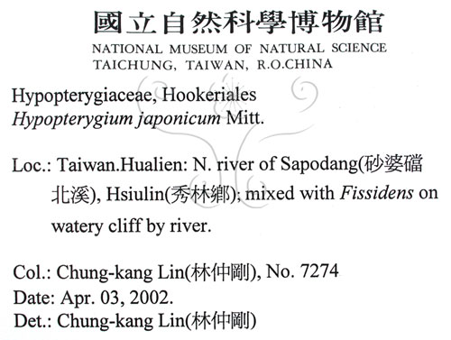 中文名:日本孔雀蘚(B00011542)學名:Hypopterygium japonicum Mitt.(B00011542)