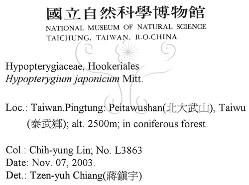 中文名:日本孔雀蘚(B00012162)學名:Hypopterygium japonicum Mitt.(B00012162)