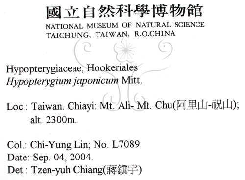 中文名:日本孔雀蘚(B00016610)學名:Hypopterygium japonicum Mitt.(B00016610)