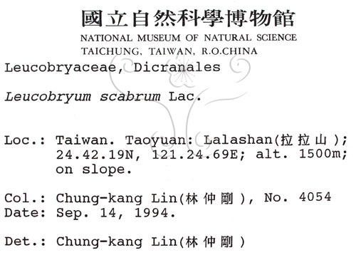 中文名:白髮蘚(B00005367)學名:Leucobryum scabrum Lac.(B00005367)