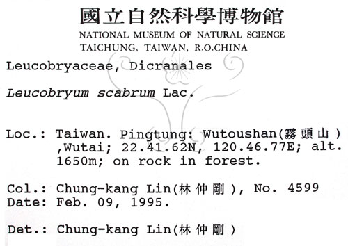 中文名:白髮蘚(B00005616)學名:Leucobryum scabrum Lac.(B00005616)
