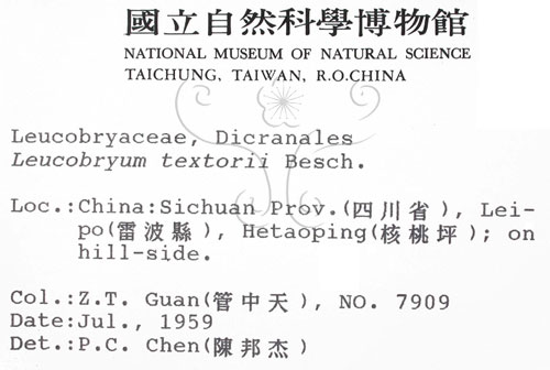 中文名:白髮蘚(B00010081)學名:Leucobryum textorii Besch.(B00010081)