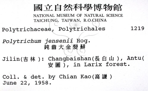中文名:鈍齒大金髮蘚(B00002173)學名:Polytrichum jensenii Hog.(B00002173)中文別名:土馬棕