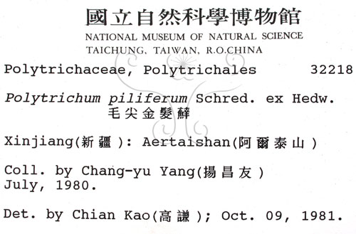 中文名:毛尖金髮蘚(B00002179)學名:Polytrichum piliferum Schred. ex Hedw.(B00002179)中文別名:土馬棕