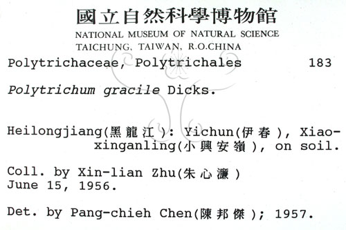 中文名:細葉金髮蘚(B00002658)學名:Polytrichum gracile Diks. ex Sm.(B00002658)中文別名:土馬棕