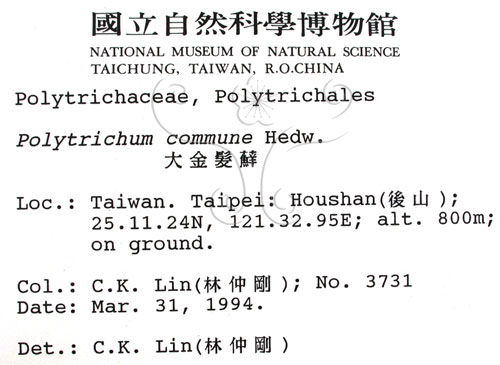 中文名:金髮蘚(B00004078)學名:Polytrichum commune Hedw.(B00004078)中文別名:土馬棕
