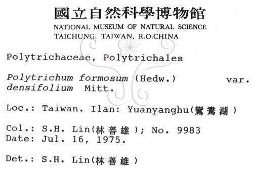 中文名:金髮蘚(B00004491)學名:Polytrichum formosum Hedw. var. densifolium Mitt.(B00004491)中文別名:土馬棕