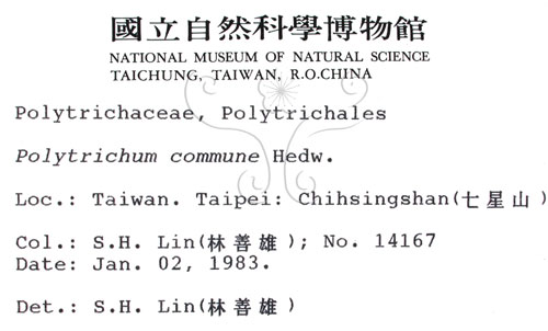 中文名:金髮蘚(B00004496)學名:Polytrichum commune Hedw.(B00004496)中文別名:土馬棕