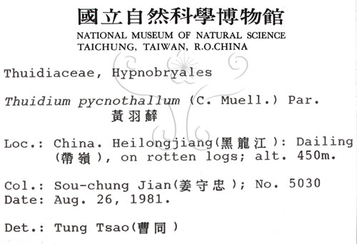 中文名:黃羽蘚(B00002304)學名:Thuidium pycnothallum (C. Muell.) Par.(B00002304)