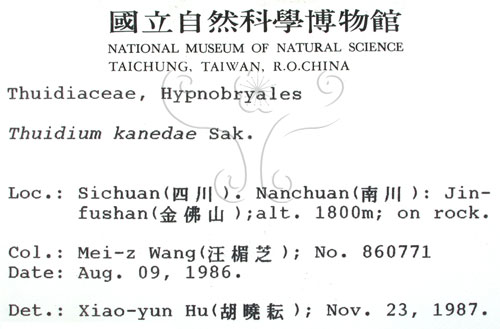 中文名:羽蘚(B00003228)學名:Thuidium kanedae Sak.(B00003228)