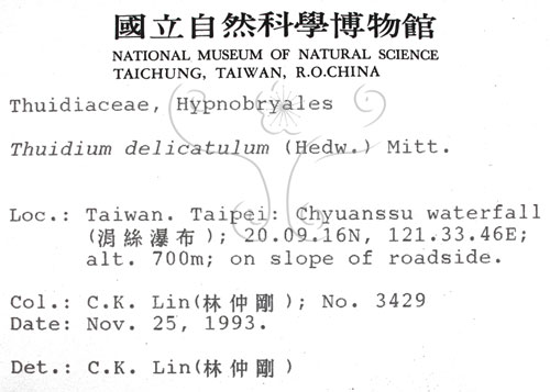 中文名:細枝羽蘚(B00003809)學名:Thuidium dellicatulum (Hedw.) Mitt.(B00003809)