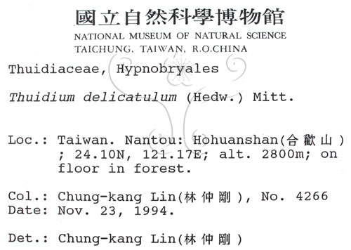 中文名:細枝羽蘚(B00005480)學名:Thuidium dellicatulum (Hedw.) Mitt.(B00005480)