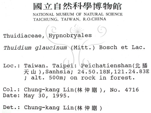 中文名:灰羽蘚(B00006095)學名:Thuidium glaucinum (Mitt.) Bosch. et Lac.(B00006095)
