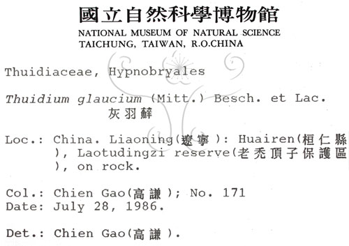 中文名:灰羽蘚(B00007143)學名:Thuidium glaucinum (Mitt.) Bosch. et Lac.(B00007143)