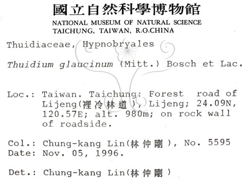 中文名:灰羽蘚(B00008251)學名:Thuidium glaucinum (Mitt.) Bosch. et Lac.(B00008251)