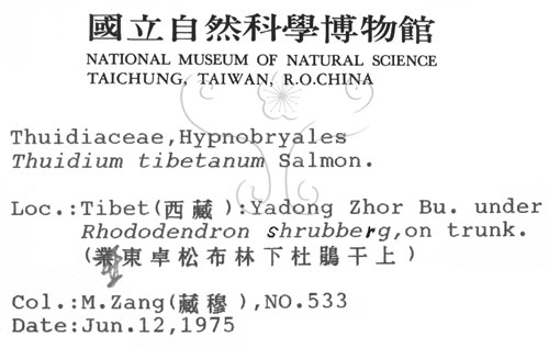 中文名:羽蘚(B00009363)學名:Thuidium tibetanum Salmon.(B00009363)