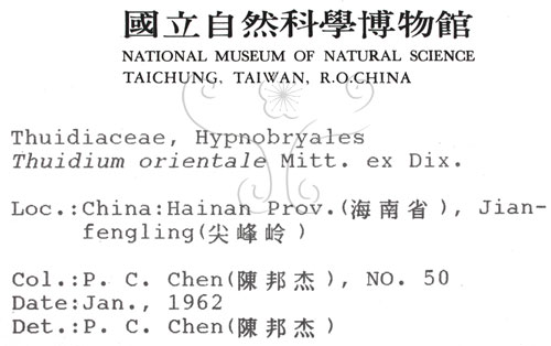 中文名:羽蘚(B00010319)學名:Thuidium orientale Mitt. ex Dix.(B00010319)