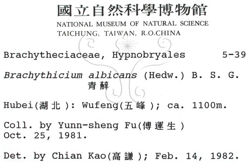 中文名:白青蘚(B00001798)學名:Brachythecium albicans (Hedw.) B.S.G. (B00001798)