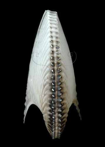 中文名:扁船蛸(005452-00005)學名:Argonauta argo Linnaeus, 1758(005452-00005)