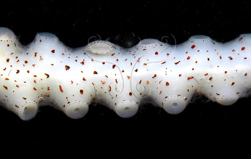 中文名:扁船蛸(005453-00004)學名:Argonauta argo Linnaeus, 1758(005453-00004)