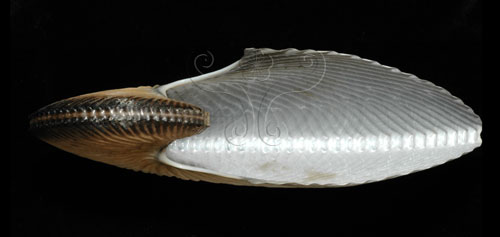 中文名:扁船蛸(005756-00005)學名:Argonauta argo Linnaeus, 1758(005756-00005)