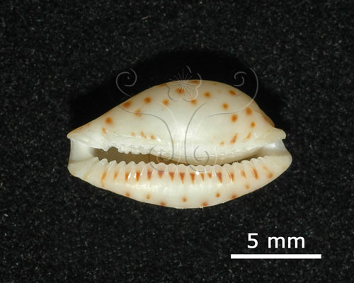 中文名:貝氏寶螺(005848-00024)學名:Cypraea beckii Gaskoin, 1836(005848-00024)
