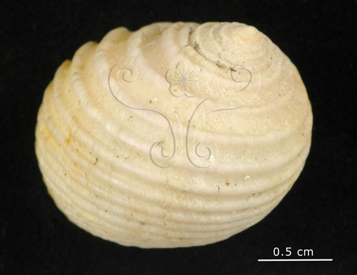 中文名:白肋蜑螺(002639-00180)學名:Nerita plicata Linnaeus, 1758(002639-00180)