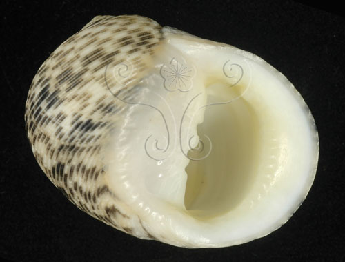 中文名:粗紋蜑螺(003032-00011)學名:Nerita undata Linnaeus, 1758(003032-00011)