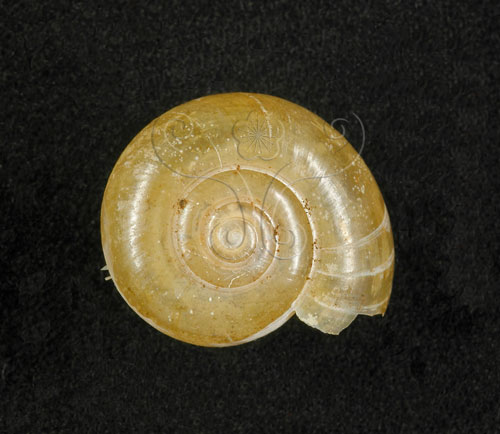 中文名:青鱉甲蝸牛(003783-00024)學名:Petalochlamys vesta (Pfeiffer, 1865)(003783-00024)