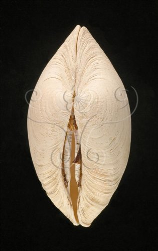 中文名:阿拉斯加粗紋蛤(006501-00028)學名:Saxidomus gigantea (Deshayes, 1839)(006501-00028)