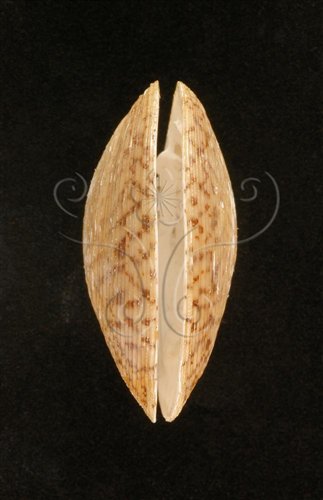 中文名:唱片簾蛤(003211-00055)學名:Circe scripta (Linnaeus, 1758)(003211-00055)