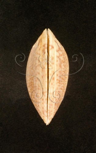中文名:唱片簾蛤(004734-00008)學名:Circe scripta (Linnaeus, 1758)(004734-00008)