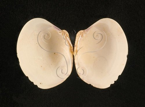 中文名:玉女環簾蛤(004723-00084)學名:Marcia virginea (Linnaeus, 1767)(004723-00084)