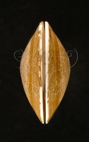 中文名:文蛤(003387-00016)學名:Meretrix lusoria (Roeding, 1798)(003387-00016)