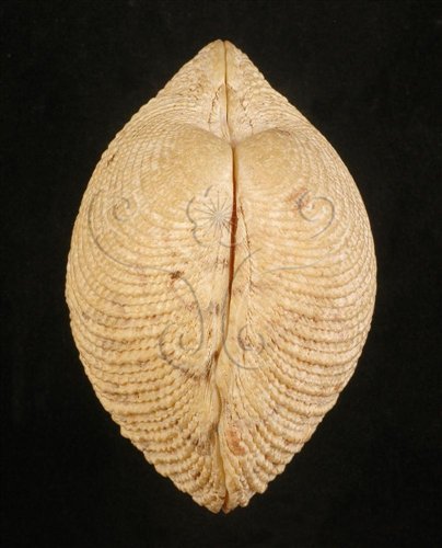 中文名:網目簾蛤(山水簾蛤)(002503-00097)學名:Periglypta reticulata _ (Linnaeus, 1758)(002503-00097)
