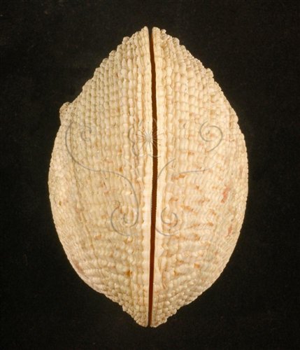 中文名:網目簾蛤(山水簾蛤)(002503-00098)學名:Periglypta reticulata _ (Linnaeus, 1758)(002503-00098)