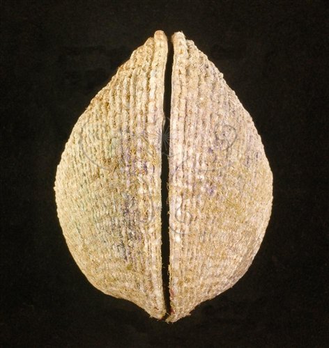 中文名:網目簾蛤(山水簾蛤)(002503-00099)學名:Periglypta reticulata _ (Linnaeus, 1758)(002503-00099)