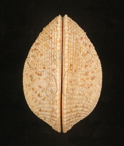 中文名:網目簾蛤(山水簾蛤)(002503-00101)學名:Periglypta reticulata _ (Linnaeus, 1758)(002503-00101)
