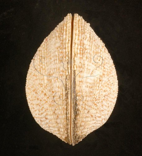 中文名:網目簾蛤(山水簾蛤)(002503-00104)學名:Periglypta reticulata _ (Linnaeus, 1758)(002503-00104)