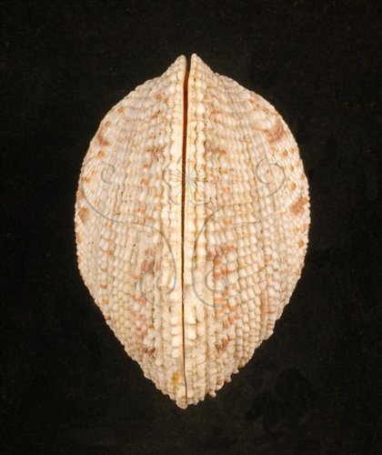 中文名:網目簾蛤(山水簾蛤)(002503-00106)學名:Periglypta reticulata _ (Linnaeus, 1758)(002503-00106)