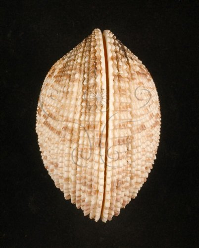 中文名:網目簾蛤(山水簾蛤)(002503-00107)學名:Periglypta reticulata _ (Linnaeus, 1758)(002503-00107)